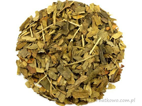 Ginkgo biloba – liść miłorzębu japońskiego