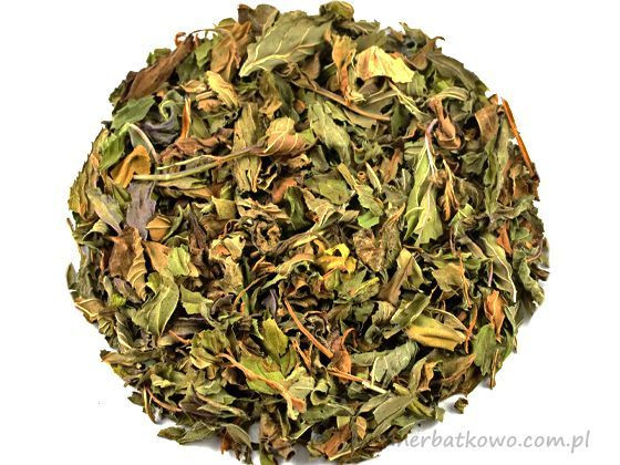 Mięta pieprzowa – liść, Mentha piperita
